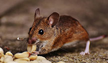 24 Hour & Emergency Exterminators in Eatontown, NJ